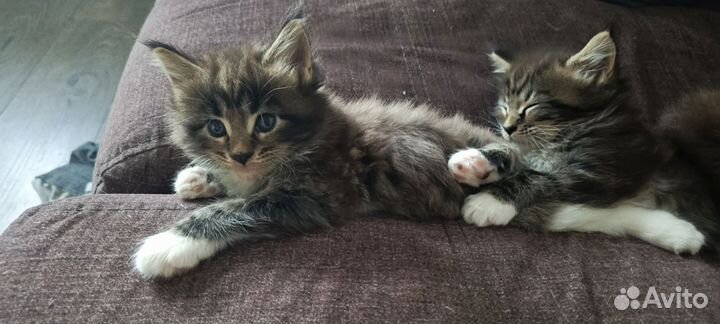 Котята мейкуны