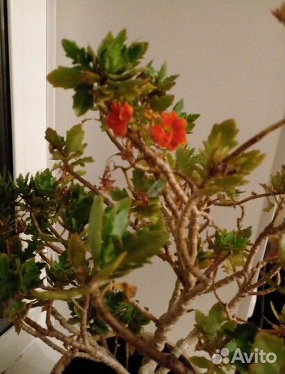 Фикус каучуконосный