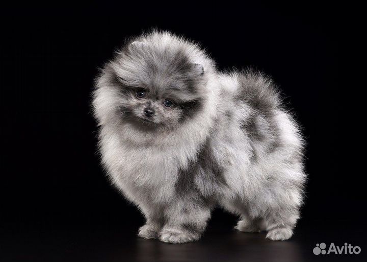 Шпиц мрамор