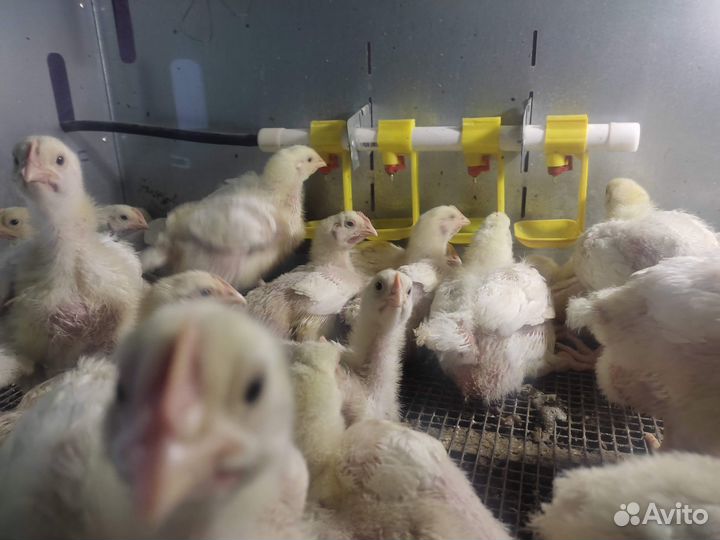 Мясо бройлера домашнее, яйцо, тушенка