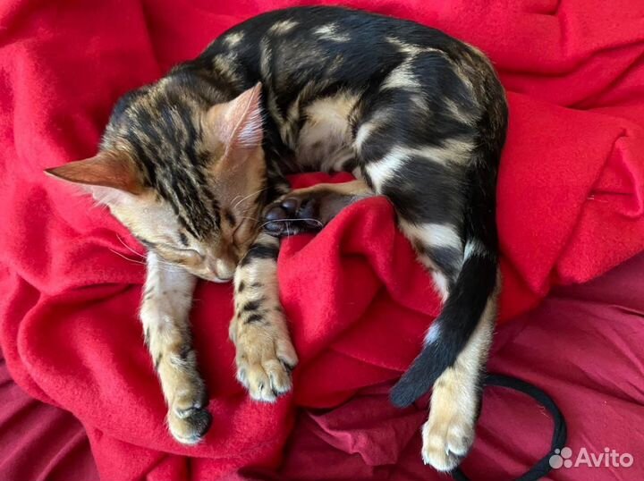 Бенгальский кот