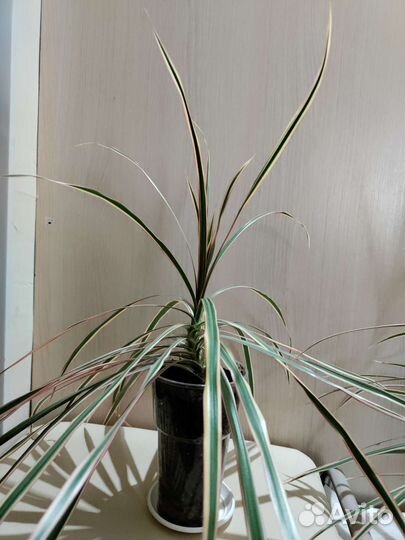 Драцена маргината