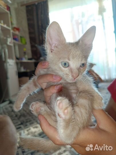 Котенок метис