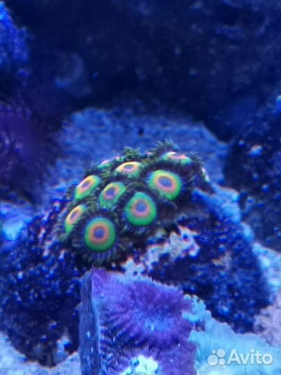 Живые кораллы