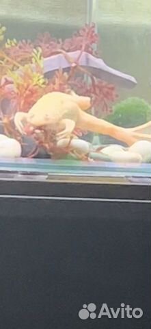 Лягушка шпорцевая аквариумная с аквариумом объявление продам