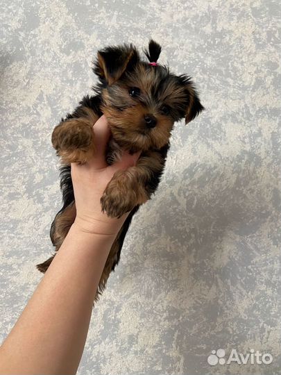 Йоркширский терьер мини щенок девочка