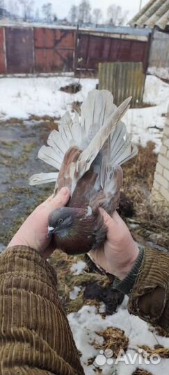Николаевские голуби