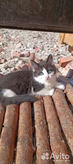 Добрая кошка отдаст добрых котят в добрые руки