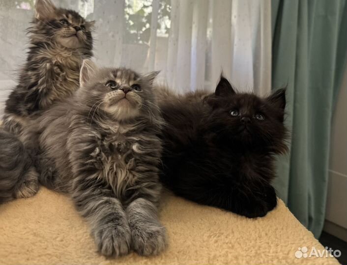 Шикарные Котята Мейн-кун высокопородные