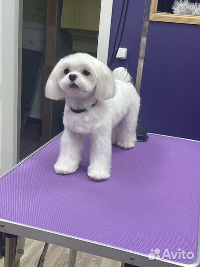 Грумер стрижка собак