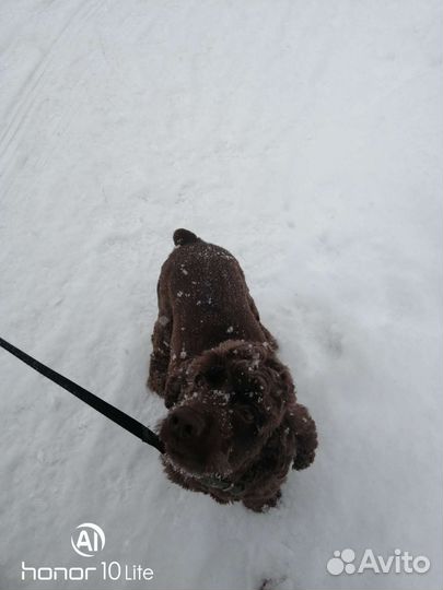 Американский кокер спаниель вязка