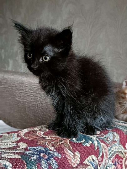 Отдам котенка в добрые руки