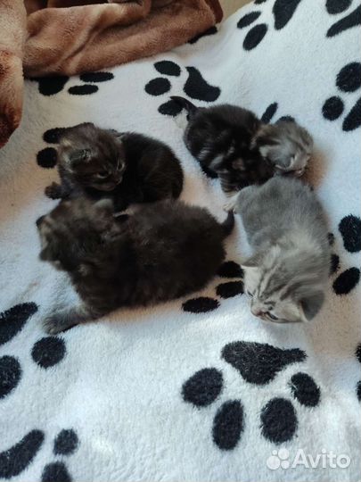 Шотландские вислоухие котята