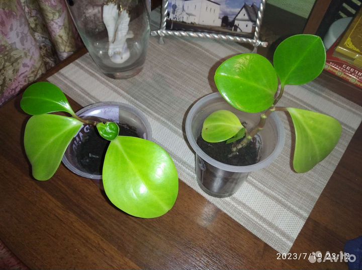 Пеперомия магнолиелистная