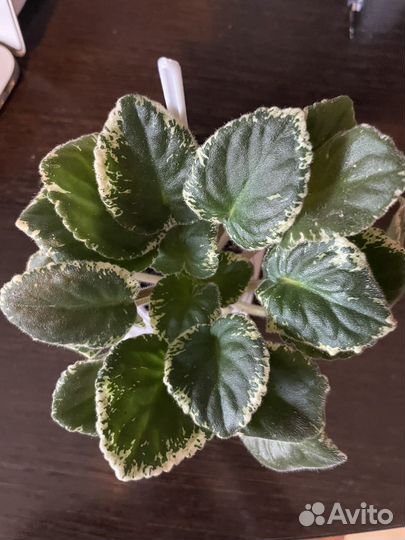 Фиалки сортовые листья