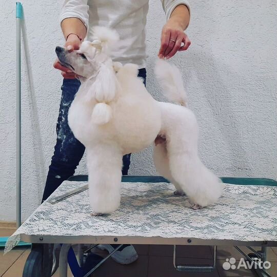 Вязка Карликовый пудель кобель