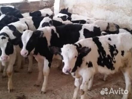 Телята бычки холмогоры