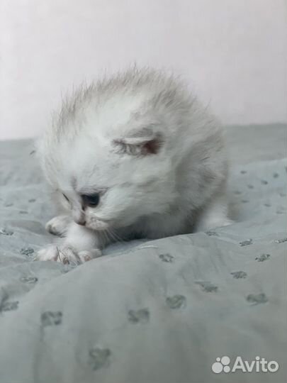 Британские серебристые котята