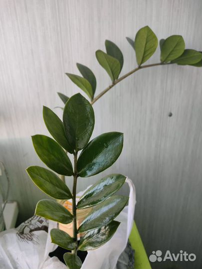 Замиокулькас