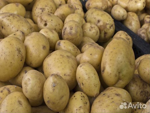 Продам крупный картофель