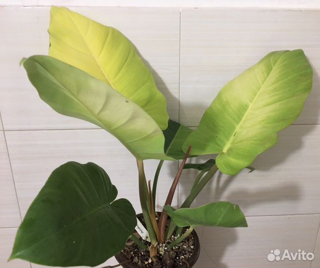 Филодендрон пин тонг