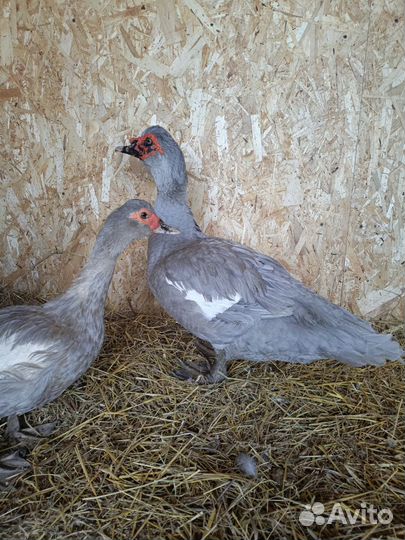 Мускусная семья В окрасе лаванда