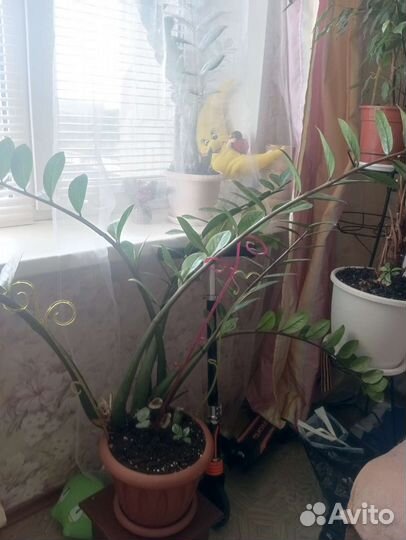 Замиокулькас