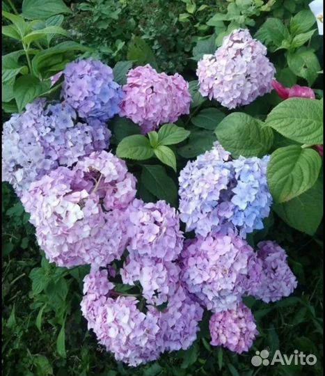 Гортензия крупнолистная Forever Ever Pink