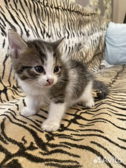 Котенок девочка бесплатно