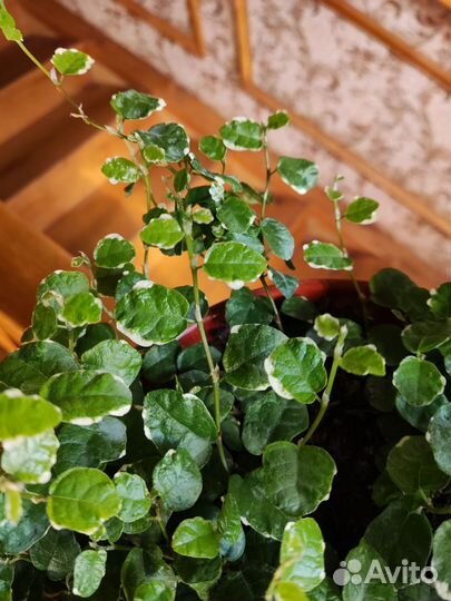 Фикус Бель санни