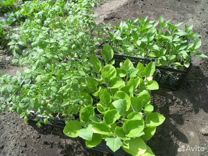 Рассада помидоров, баклажанов и сладкого перца