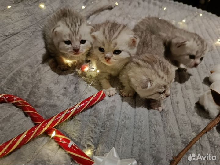Котята Британской шиншиллы