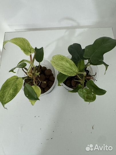 Филодендрон флорида ГОСТ минт