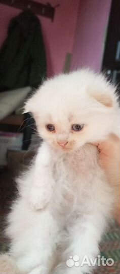 Кошечка в добрые руки