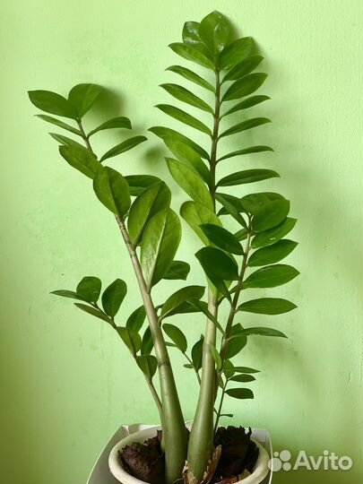 Комнатные цветы