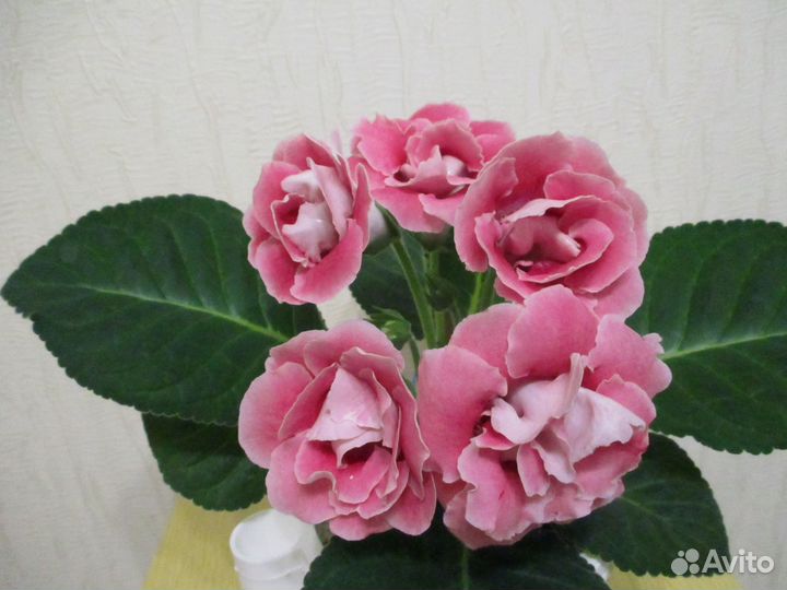 Клубни глоксиний