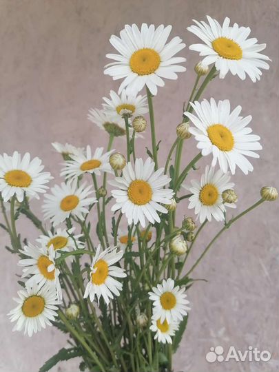 Ромашка садовая