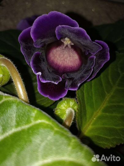 Цветущие, ароматные. Только начинают распускаться