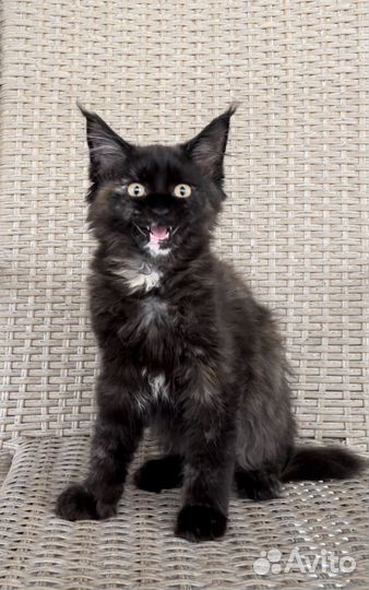 Майн кун котята