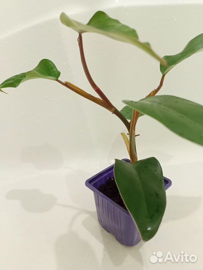 Филодендрон