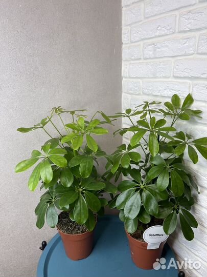 Комнатные цветы шефлера