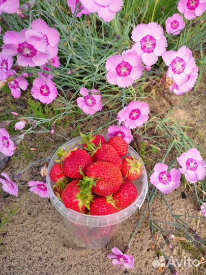 Кустики клубники с ягодами