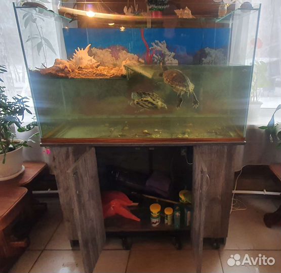 Аквариум-черепашник с красноухими черепахами