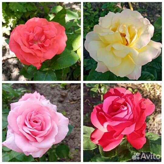 Продаю цветы для сада