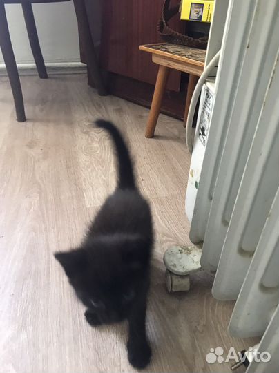 Отдам котенка в добрые руки