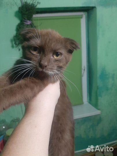 Британская вислоухая кошечка