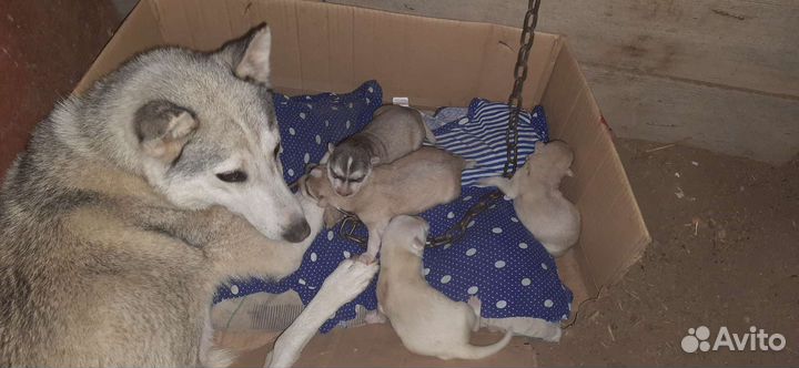 Метис лайки