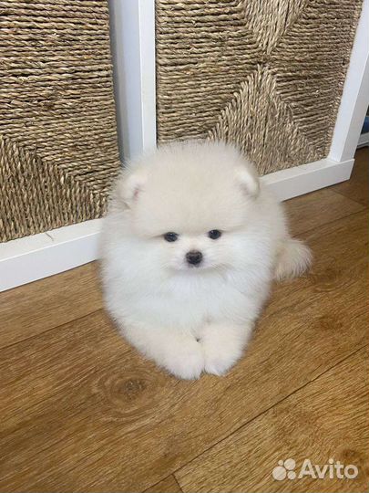 Померанский шпиц