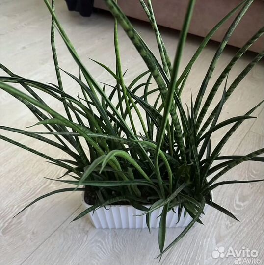 Сансивиерия микадо фернвуд