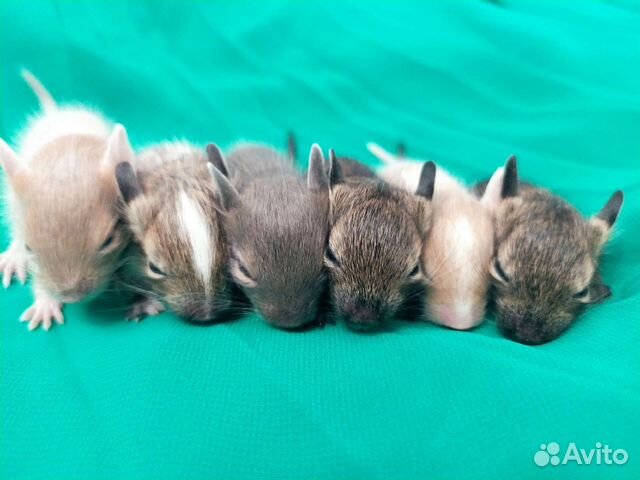 Дегу из питомника